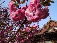 -西安青龙寺遗址景区