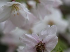 -西北湖绿化广场