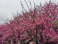 -橘子洲景区