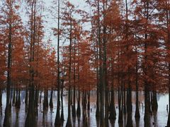 -白鹭湾湿地公园