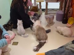 -三花喵·撸猫购宠·宠物生活馆(虹桥南丰城店)