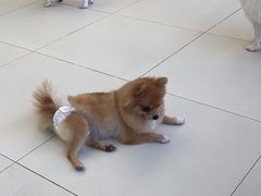 -怪兽屋·羊驼·猫咖·狗咖(俊华广场店)