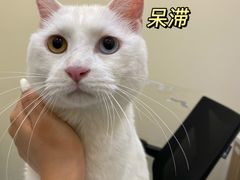-萌兽医馆·犬猫专科·眼科中心·宠物医院(朝阳门分院)