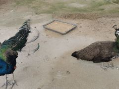 -北戴河圣蓝海洋公园