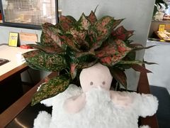 -九府羊·鲜羊火锅·烤串(新华路店)