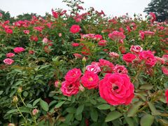 -松山湖梦幻百花洲