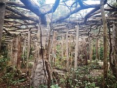 -广西壮族自治区药用植物园