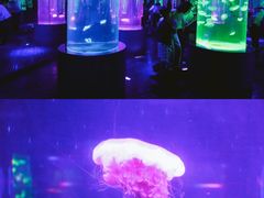 -南昌海洋公园