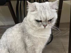 -有猫咖啡umeow coffee