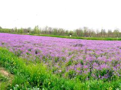 -汉长安城未央宫国家考古遗址公园