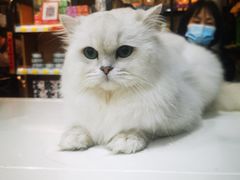 -糯米喵星人总部直营旗舰店·猫舍·幼猫出售