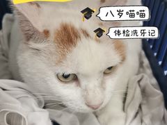 -佩兹宠物医院肿瘤专科·眼科·牙科(黄浦店)