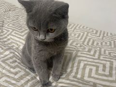 -萌兽医馆·犬猫专科·眼科中心·宠物医院(朝阳门分院)