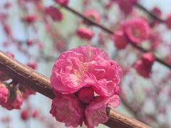 -海棠花溪(元大都城垣遗址公园)
