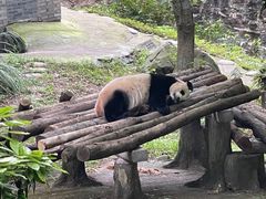 -都江堰中华大熊猫苑