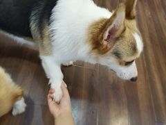 -柯斗斗主题餐厅·狗咖·围炉煮茶·茶饮(国瑞升平里店)