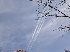 -顾村公园