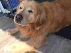 -暖阳宠物医院·犬猫康复中心·骨科