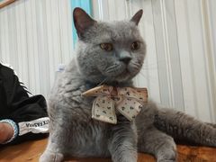 -猫小院猫主题咖啡厅(北锣店)