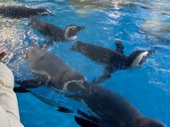 -海合安武汉极地海洋公园