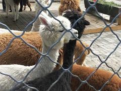 -长白岛森林公园