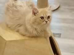 -楼上猫咖(罗湖店)