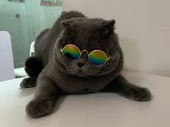 -我爱猫咪·猫咖·狗咖·安哥拉兔·羊驼咖(小寨华旗店)