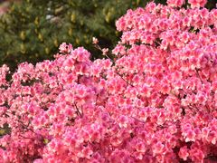 -木兰云雾山