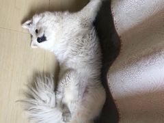 -严国平动物医院(德政总院)