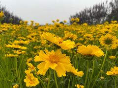 -君乐宝优致牧场