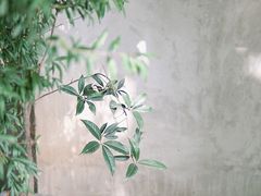 -春庄咖啡SpringHues(钟楼小区店)
