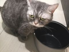 -豆逗聊愈猫阁Easy Life