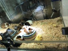 -宝鸡东道花鸟鱼虫市场(吉利花园商场店)