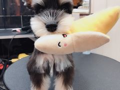 -小尾巴宠物店(万科·金域华庭店)