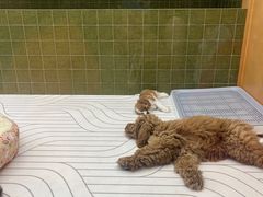 -帕帕拉兹宠物(亚洲旗舰店)