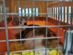 -御宝贝·A梦猫科宠物医院(国际猫友好医院)