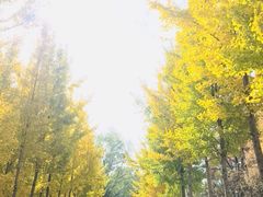 -洪湖悦兮半岛国际温泉度假村