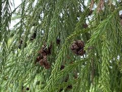 -东天目山风景区