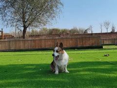 -北京京卫宠物寄养训练中心