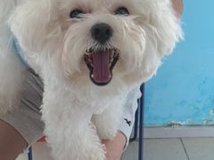 -瑞派福兴宠物医院犬猫全科·骨科·中西医结合(河东店)