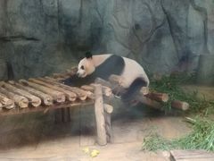 熊猫-深圳野生动物园
