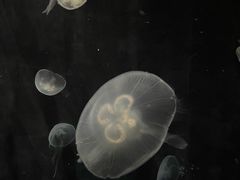 -大阪海游馆