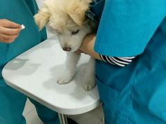 -创凡宠物医院·骨专科  猫科中心(西乡分院)