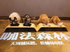 -咖法森林·咖啡  酒吧(天河店)