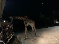 -清迈夜间动物园