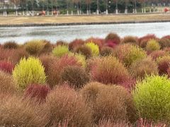 -春花秋色城市公园