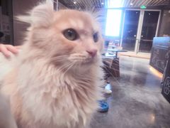 -瞄一喵猫咖(格力海岸店)
