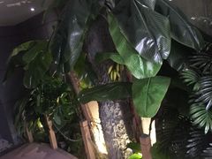 -天鹅恋