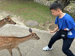-奈良公园