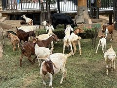 -石家庄市动物园